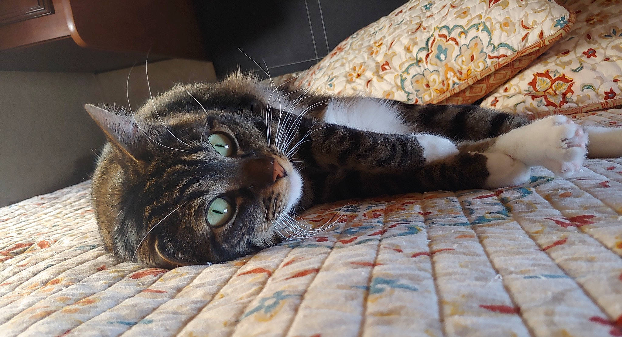 Harley is registered to the contest to win money with this photo: carnivore, cat, claw, comfort, domestic_short_haired_cat, felidae, flooring, fur, grey, linens, paw, room, small_to_medium_sized_cats, tail, terrestrial_animal, whiskers, wood