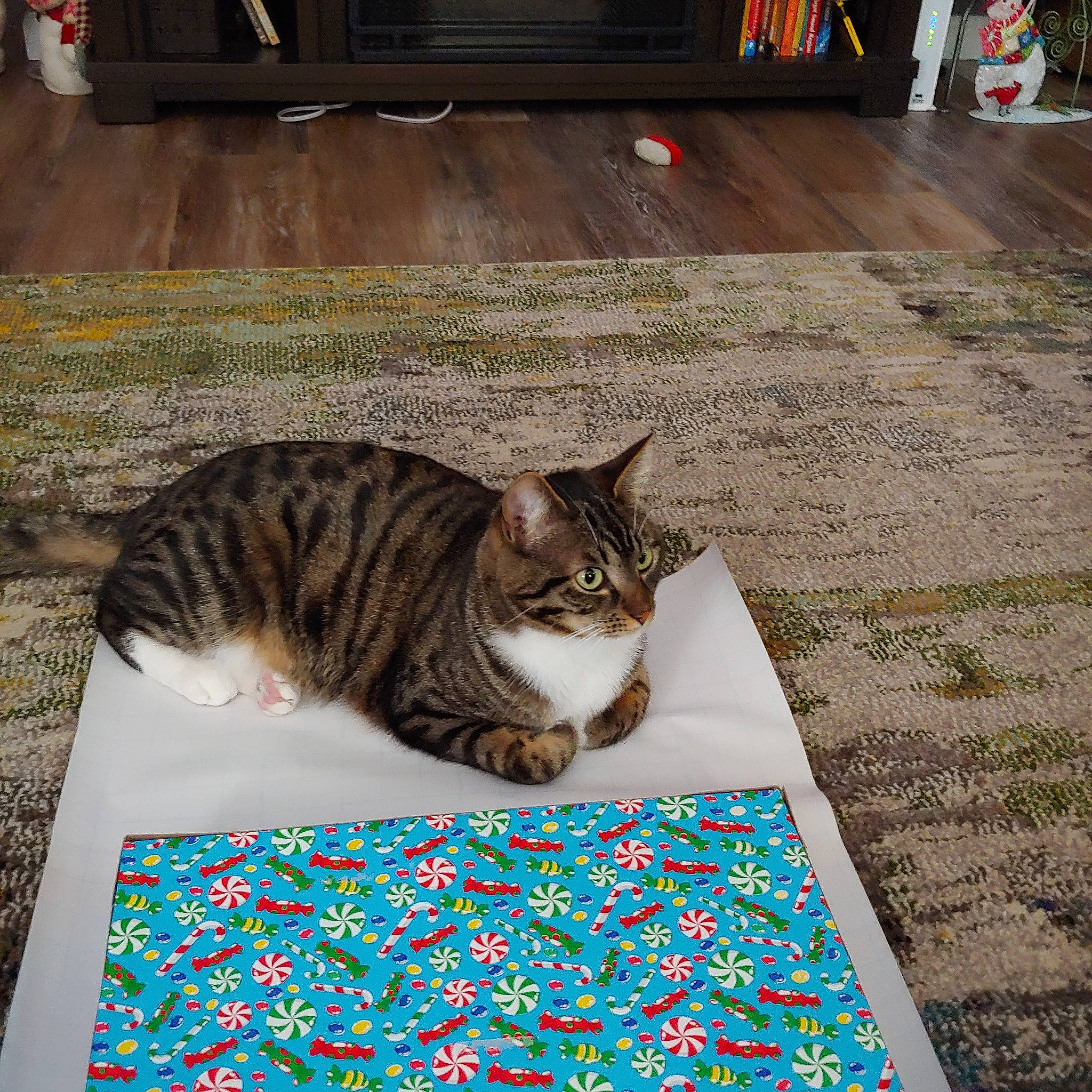 Harley joined the competition — help win amazing prizes! art, asphalt, carnivore, carpet, cat, domestic_short_haired_cat, felidae, floor, flooring, fur, grass, linens, pattern, paw, road_surface, small_to_medium_sized_cats, tail, textile, whiskers, wood