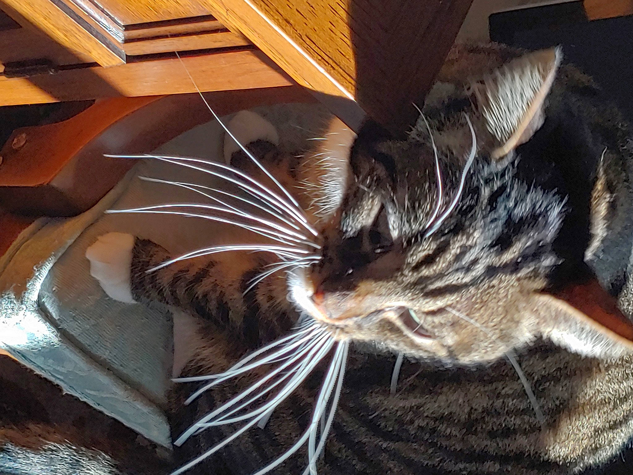 Harley is registered to the contest to win money with this photo: carnivore, cat, claw, comfort, domestic_short_haired_cat, felidae, flooring, foot, fur, hardwood, metal, nap, paw, sitting, small_to_medium_sized_cats, snout, tail, whiskers, window, wood