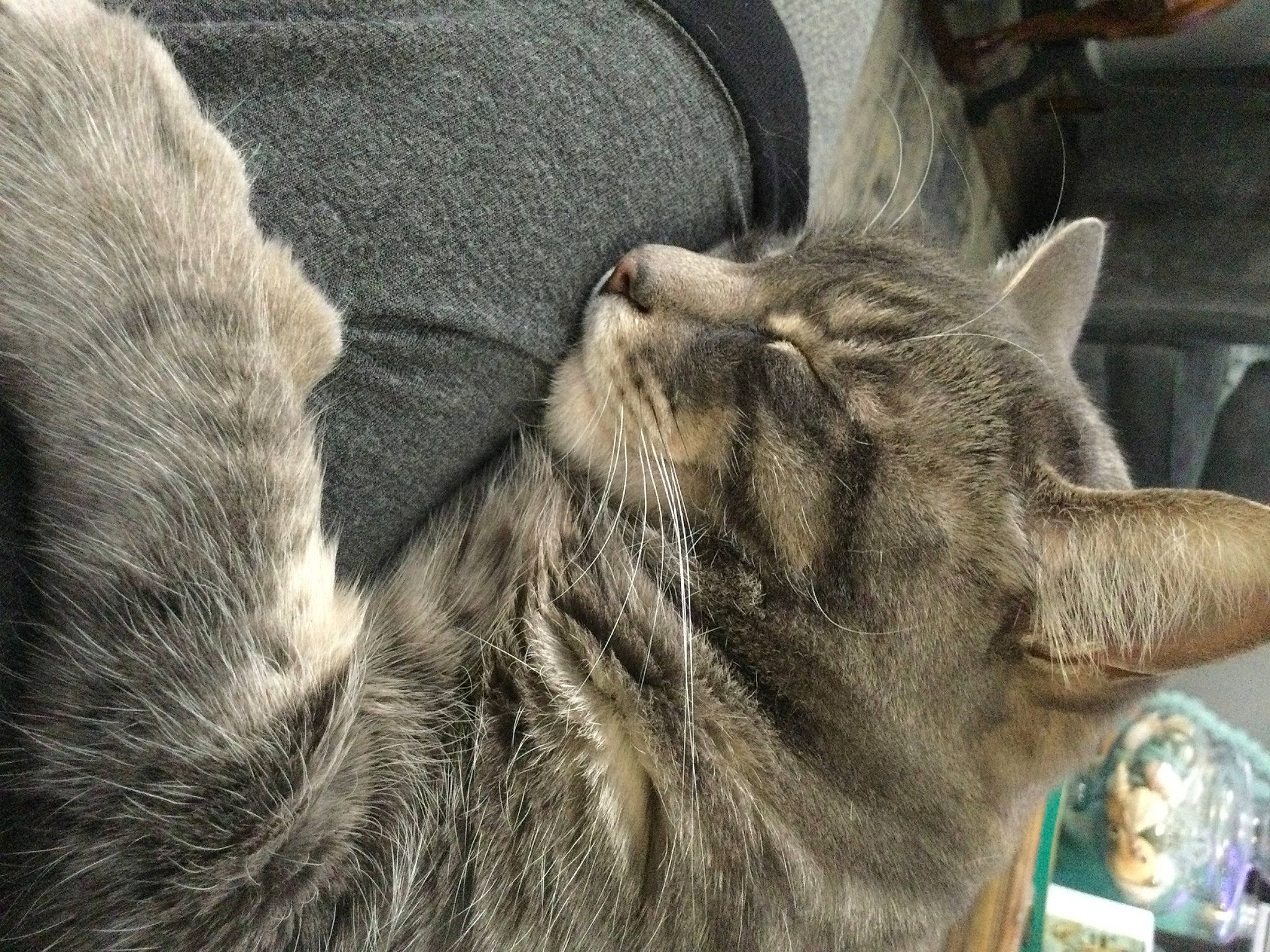 Cody is registered to the contest to win money with this photo: carnivore, cat, claw, domestic_short_haired_cat, felidae, fur, grey, mammal, nap, paw, small_to_medium_sized_cats, snout, tail, terrestrial_animal, vertebrate, whiskers, window