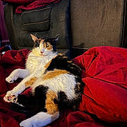 Parker joined the competition — help win amazing prizes! cat, calico, animal, pet, feline, relaxing, indoor, blanket, red, couch, fur, sunlight, comfortable, resting, cozy, home, soft, sleeping, domestic, warm