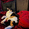 cat, calico, animal, pet, feline, relaxing, indoor, blanket, red, couch, fur, sunlight, comfortable, resting, cozy, home, soft, sleeping, domestic, warm