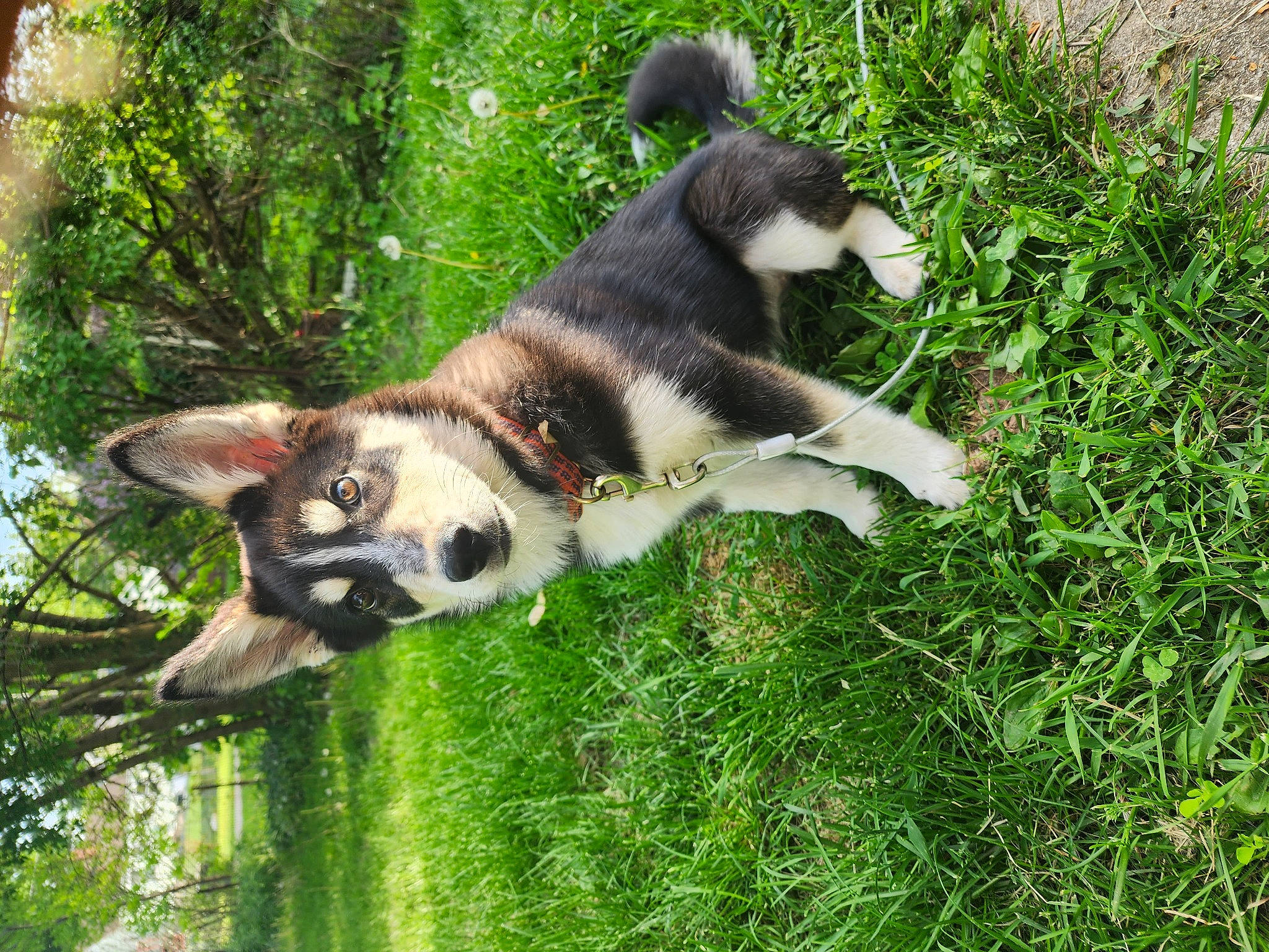 Luna joined the competition — help win amazing prizes! art, canidae, canis, carnivore, companion_dog, dog, dog_breed, fawn, grass, groundcover, plant, sled_dog, snout, sporting_group, tail, terrestrial_animal, tree, working_animal, working_dog, zoo