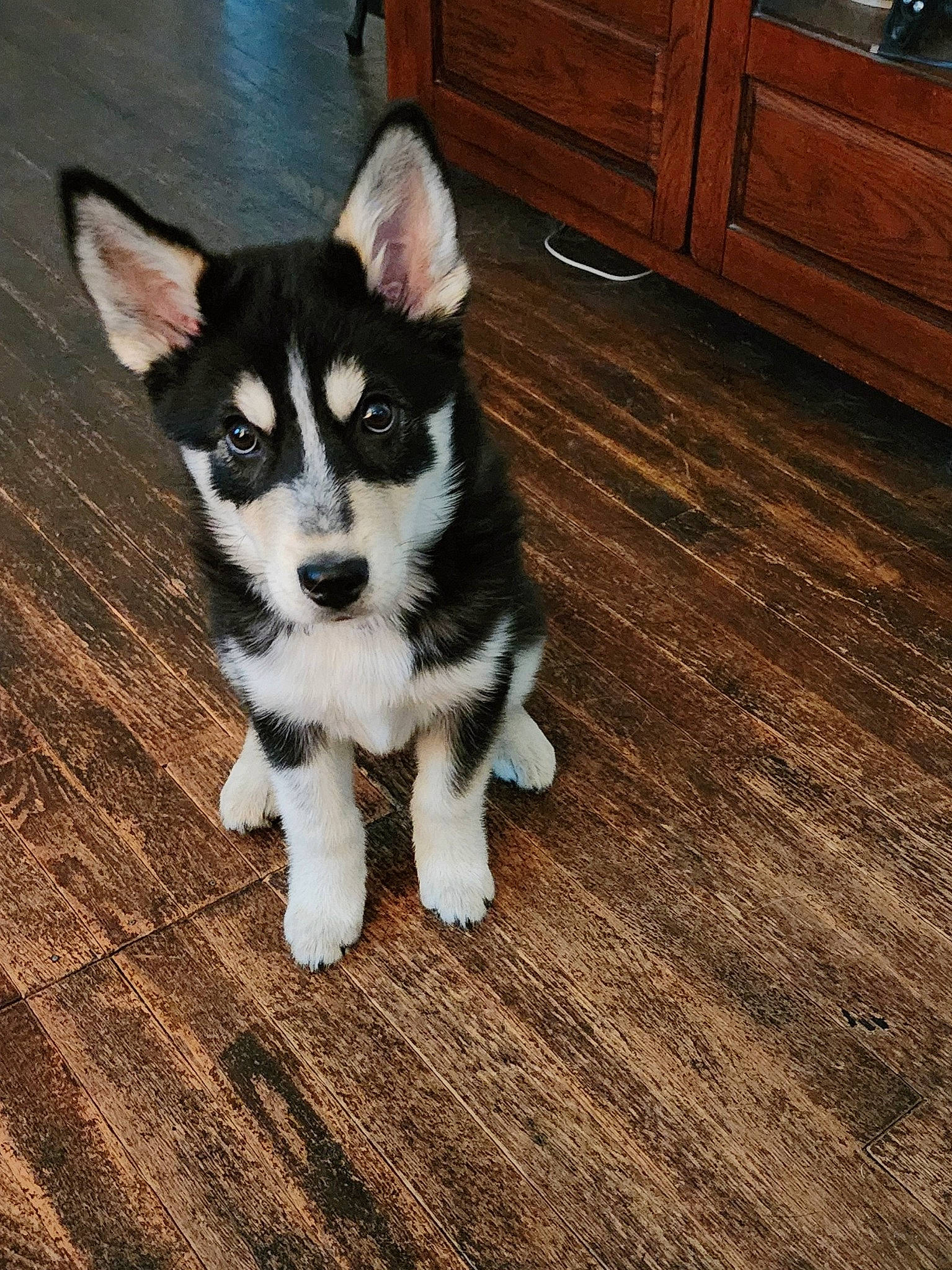 Luna is registered to the contest to win money with this photo: cabinetry, carnivore, chest_of_drawers, companion_dog, cupboard, dog, dog_breed, drawer, floor, flooring, hardwood, plank, sled_dog, snout, tail, varnish, whiskers, wood, wood_stain, working_animal