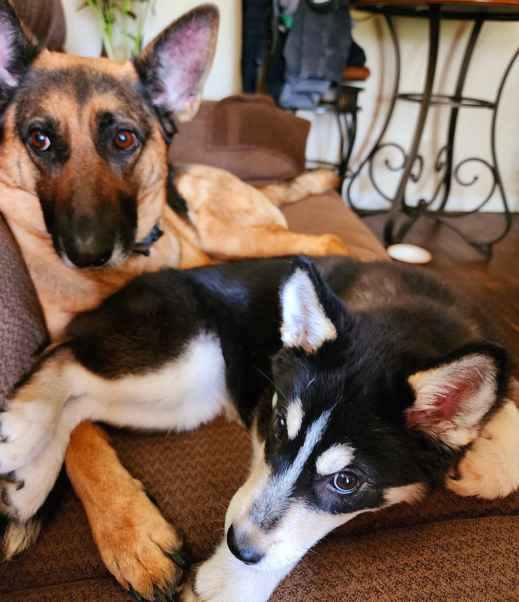 Luna joined the competition — help win amazing prizes! cabinetry, canidae, carnivore, companion_dog, dog, dog_breed, dog_supply, drawer, east_european_shepherd, fur, german_shepherd_dog, herding_dog, king_shepherd, old_german_shepherd_dog, paw, snout, sporting_group, terrestrial_animal, working_animal, working_dog