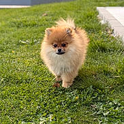 Tao participe au concours pour gagner de l'argent avec cette photo : dog, pomeranian, puppy, fluffy, fur, grass, lawn, outdoor, portrait, pet, cute, canine, small_dog, walking, front_view, greenery, sunlit, garden, companion, adorable