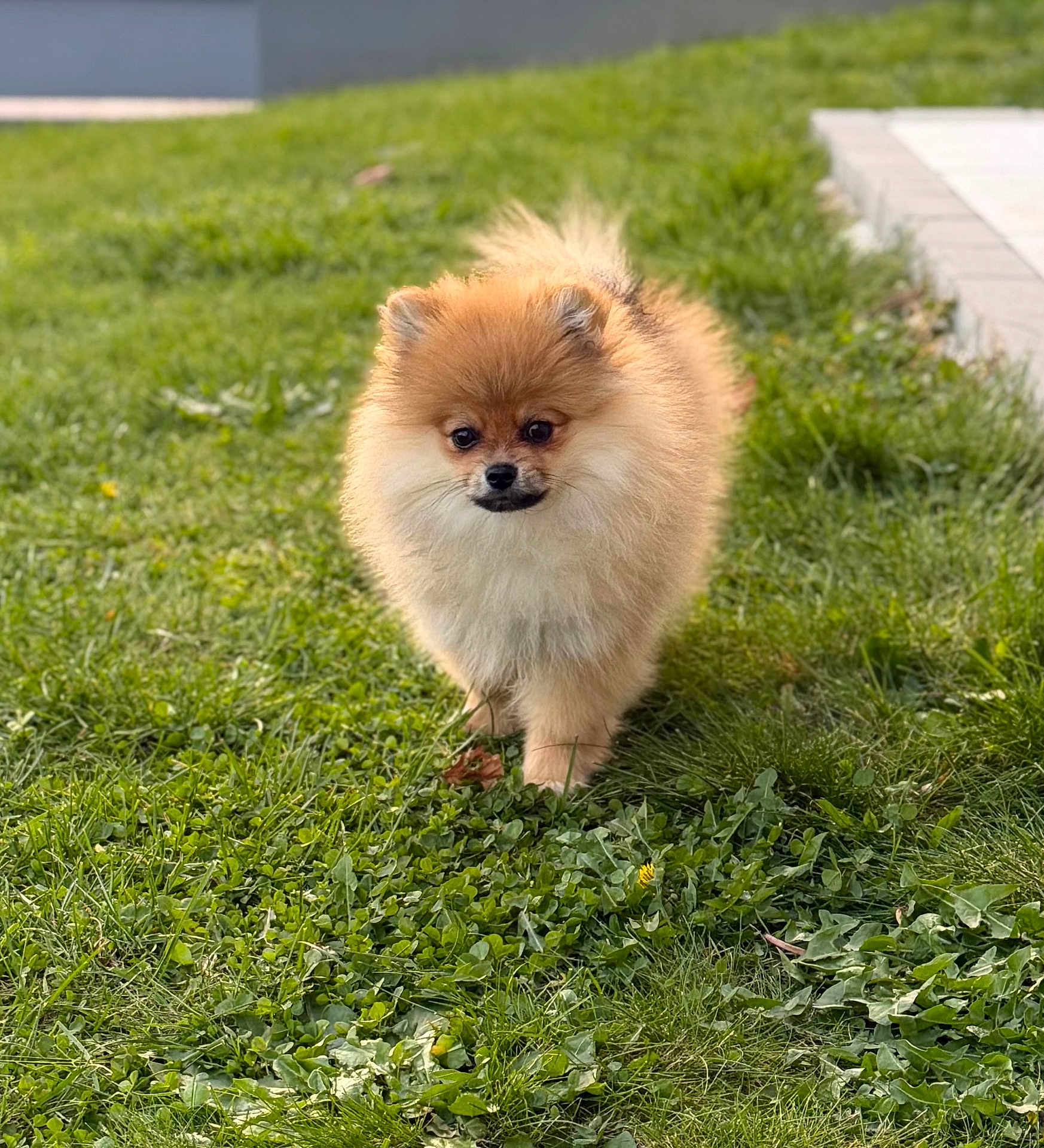 Tao participe au concours pour gagner de l'argent avec cette photo : dog, pomeranian, puppy, fluffy, fur, grass, lawn, outdoor, portrait, pet, cute, canine, small_dog, walking, front_view, greenery, sunlit, garden, companion, adorable