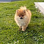 dog, pomeranian, puppy, fluffy, fur, grass, lawn, outdoor, portrait, pet, cute, canine, small_dog, walking, front_view, greenery, sunlit, garden, companion, adorable