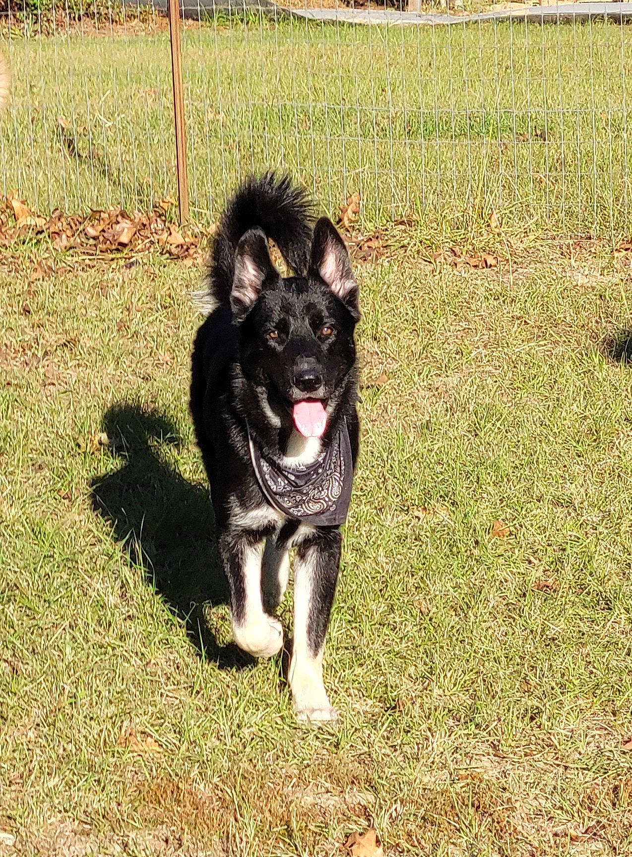 Apollo joined the competition — help win amazing prizes! canidae, carnivore, collar, companion_dog, dog, dog_breed, dog_collar, dog_supply, grass, herding_dog, leash, paw, pet_supply, plant, snout, soil, sporting_group, tail, working_animal, working_dog