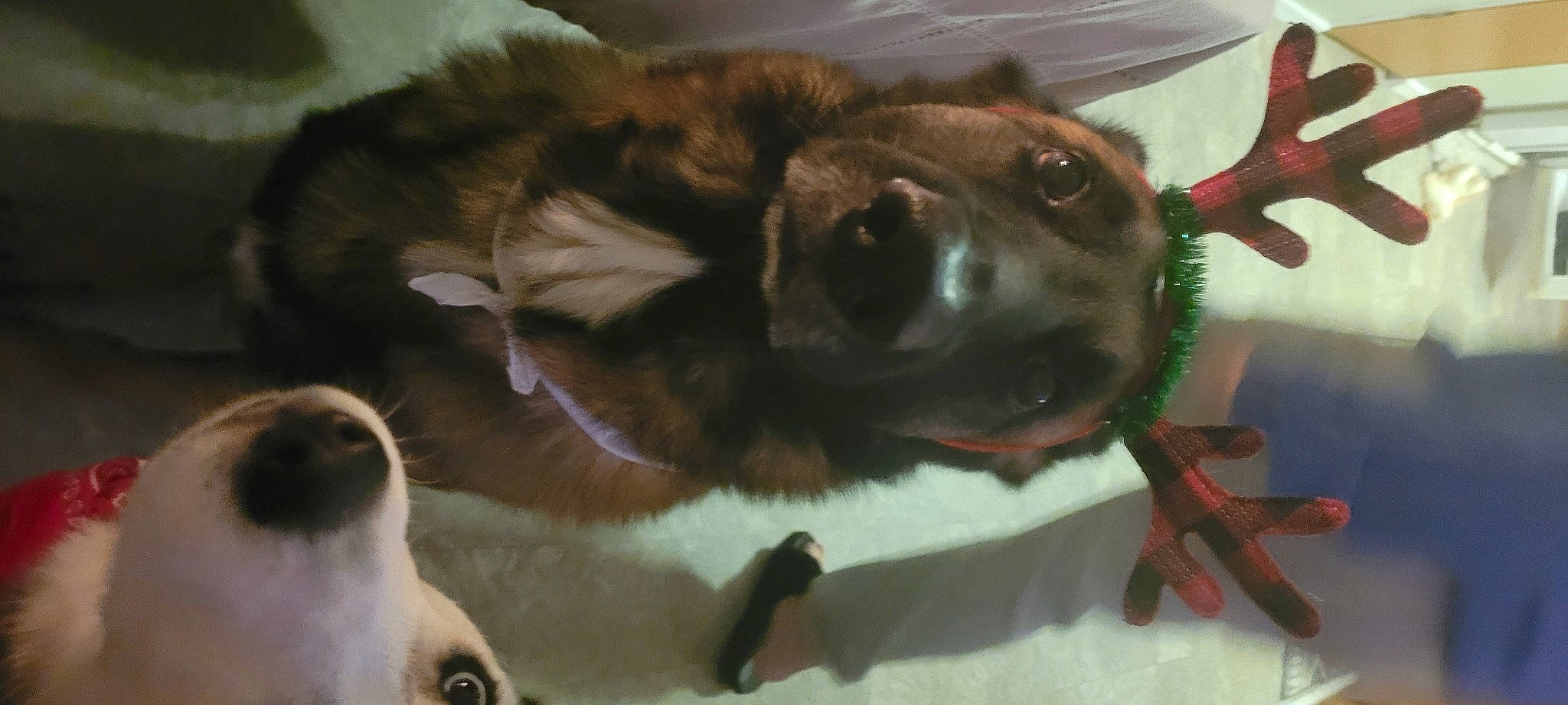 Bo is registered to the contest to win money with this photo: carnivore, collar, companion_dog, dog, dog_breed, ear, estrela_mountain_dog, fawn, fur, german_shepherd_dog, king_shepherd, liver, old_german_shepherd_dog, paw, snout, tail, terrestrial_animal, whiskers, working_animal, working_dog