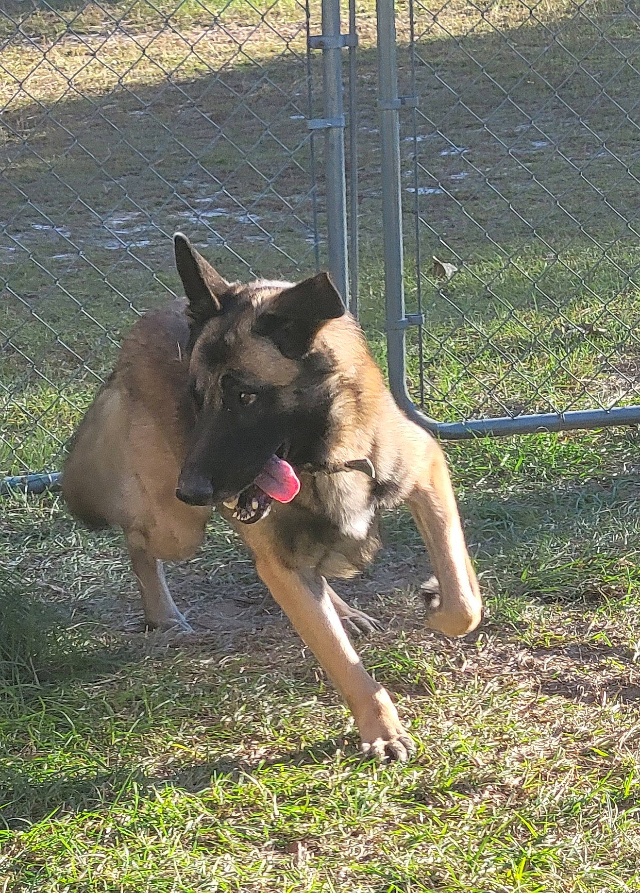 Bo joined the competition — help win amazing prizes! canidae, carnivore, collar, companion_dog, dog, dog_breed, dog_supply, fawn, fence, german_shepherd_dog, grass, mesh, old_german_shepherd_dog, pet_supply, plant, snout, sporting_group, tail, wire_fencing, working_animal