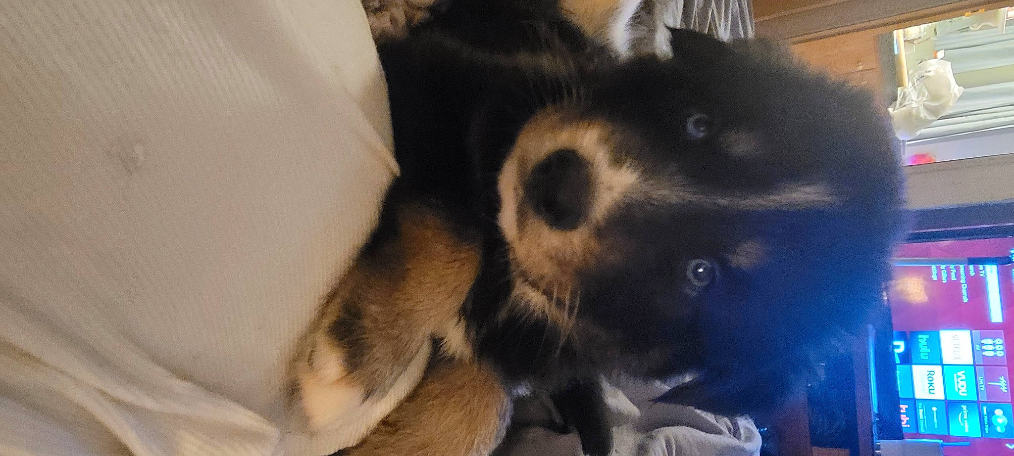 Gunner is registered to the contest to win money with this photo: canidae, carnivore, comfort, companion_dog, dog, dog_breed, ear, fur, herding_dog, non_sporting_group, paw, puppy, snout, sporting_group, terrestrial_animal, whiskers, working_animal, working_dog