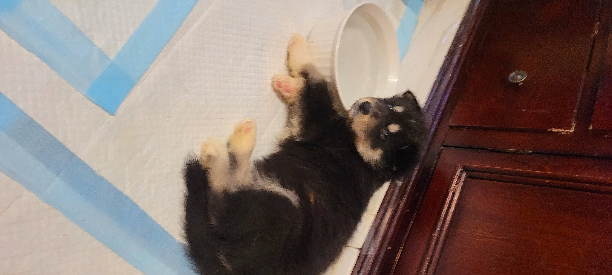 Gunner joined the competition — help win amazing prizes! black_cat, canidae, carnivore, cat, claw, comfort, companion_dog, dog_breed, domestic_short_haired_cat, felidae, flooring, fur, paw, small_to_medium_sized_cats, snout, sporting_group, tail, terrestrial_animal, whiskers