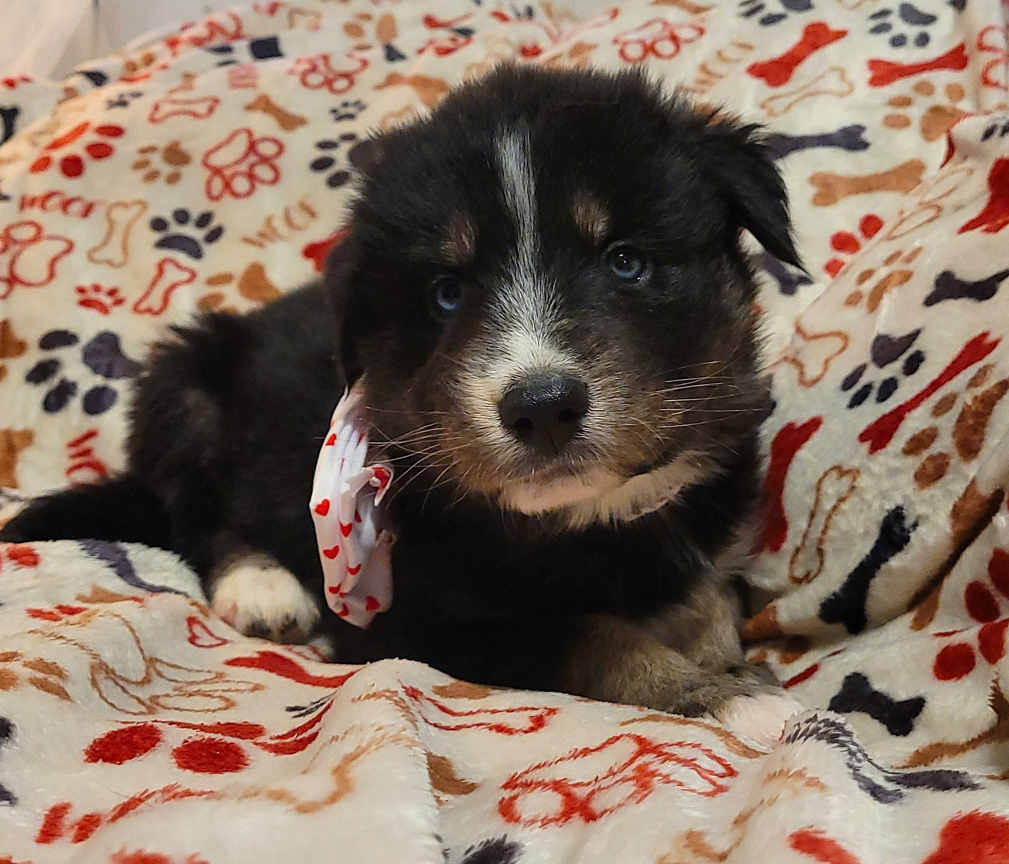 Gunner joined the competition — help win amazing prizes! bored, canidae, carnivore, comfort, companion_dog, dog, dog_breed, dog_supply, fur, pattern, paw, puppy, puppy_love, small_terrier, snout, sporting_group, terrier, toy_dog, whiskers, working_animal