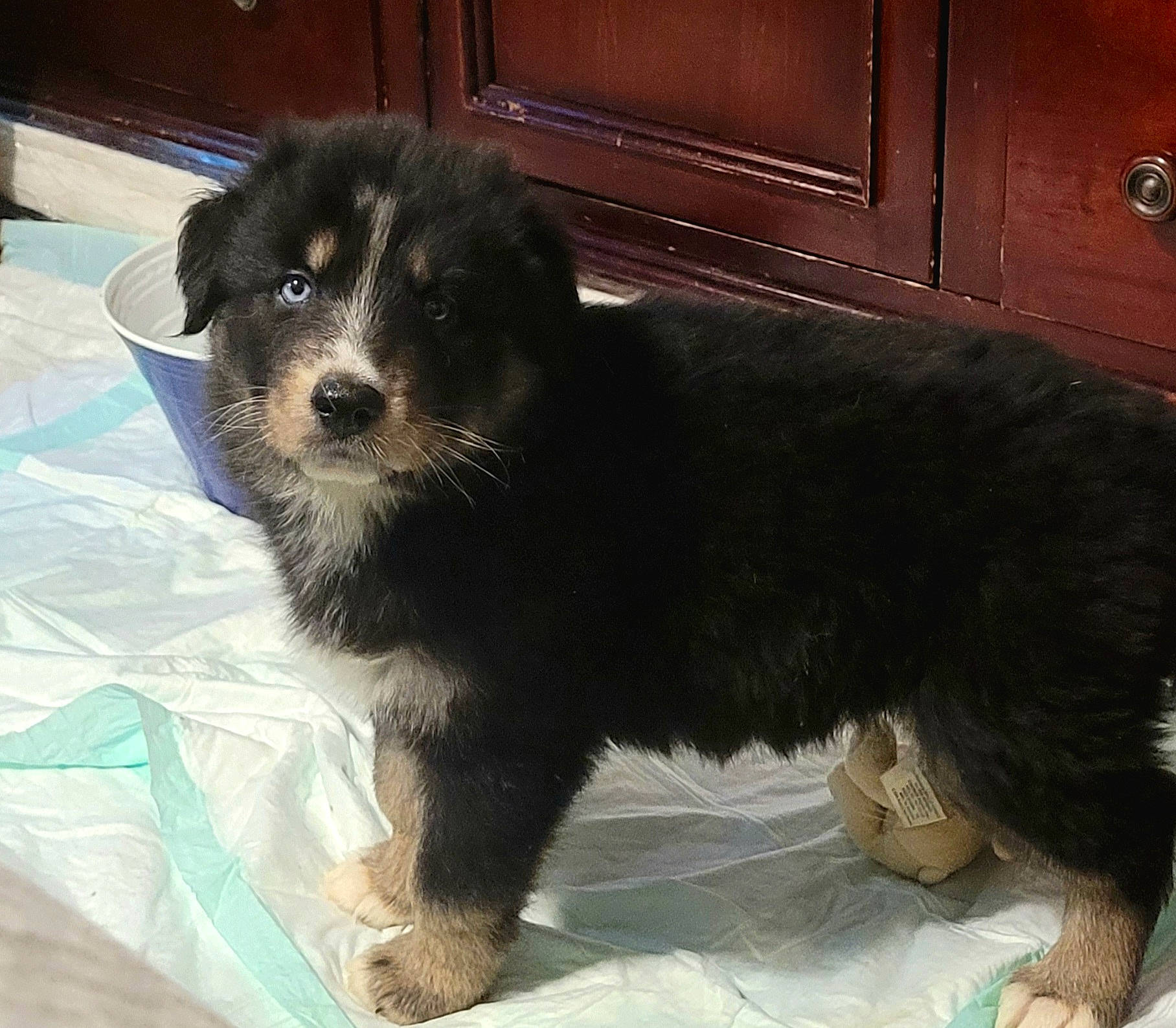 Gunner is registered to the contest to win money with this photo: ancient_dog_breeds, canidae, carnivore, companion_dog, dog, dog_breed, fur, non_sporting_group, paw, puppy, snout, sporting_group, tail, terrestrial_animal, toy_dog, whiskers, working_animal, working_dog