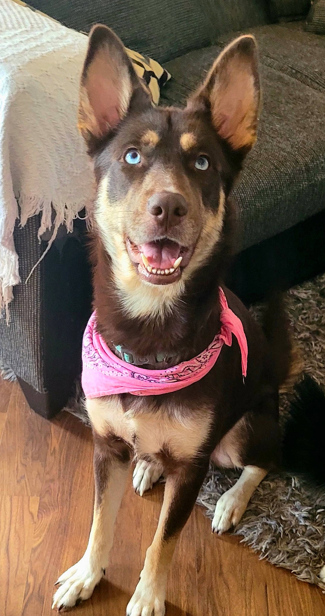 Athena joined the competition — help win amazing prizes! canidae, carnivore, collar, companion_dog, dog, dog_breed, dog_collar, dog_supply, fang, fashion_accessory, fawn, fur, happy, jaw, leash, pet_supply, snout, sporting_group, whiskers, working_animal