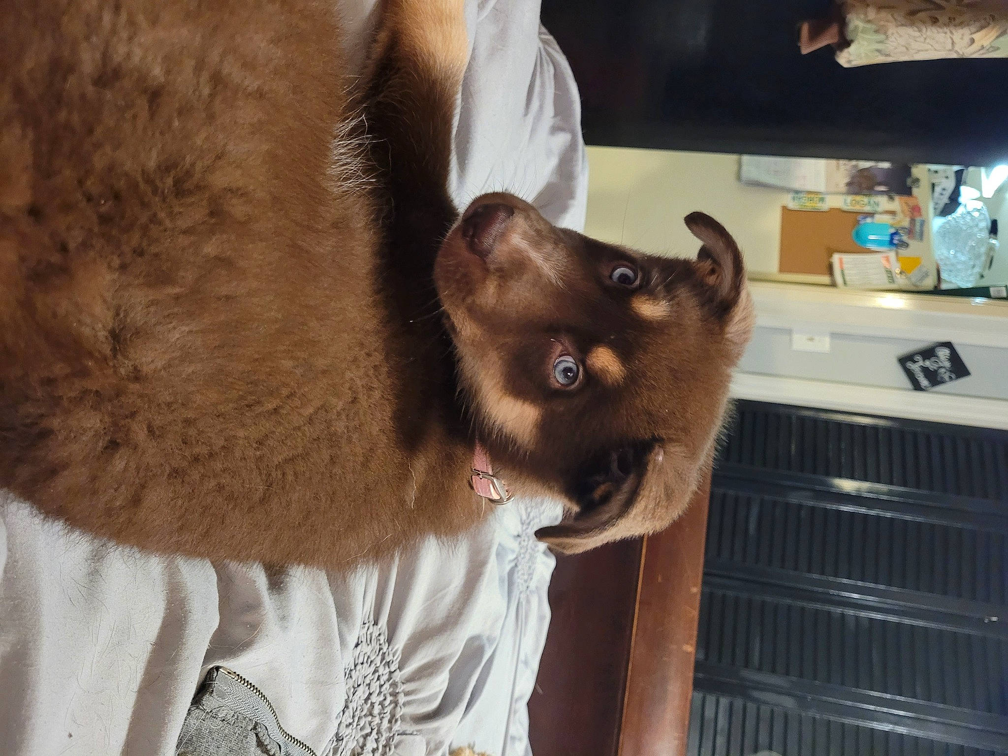 Athena joined the competition — help win amazing prizes! animal_product, beige, brown, canidae, carnivore, collar, companion_dog, dog, dog_breed, dog_supply, fawn, fur, fur_clothing, jaw, natural_material, snout, sporting_group, tongue, tooth, working_animal