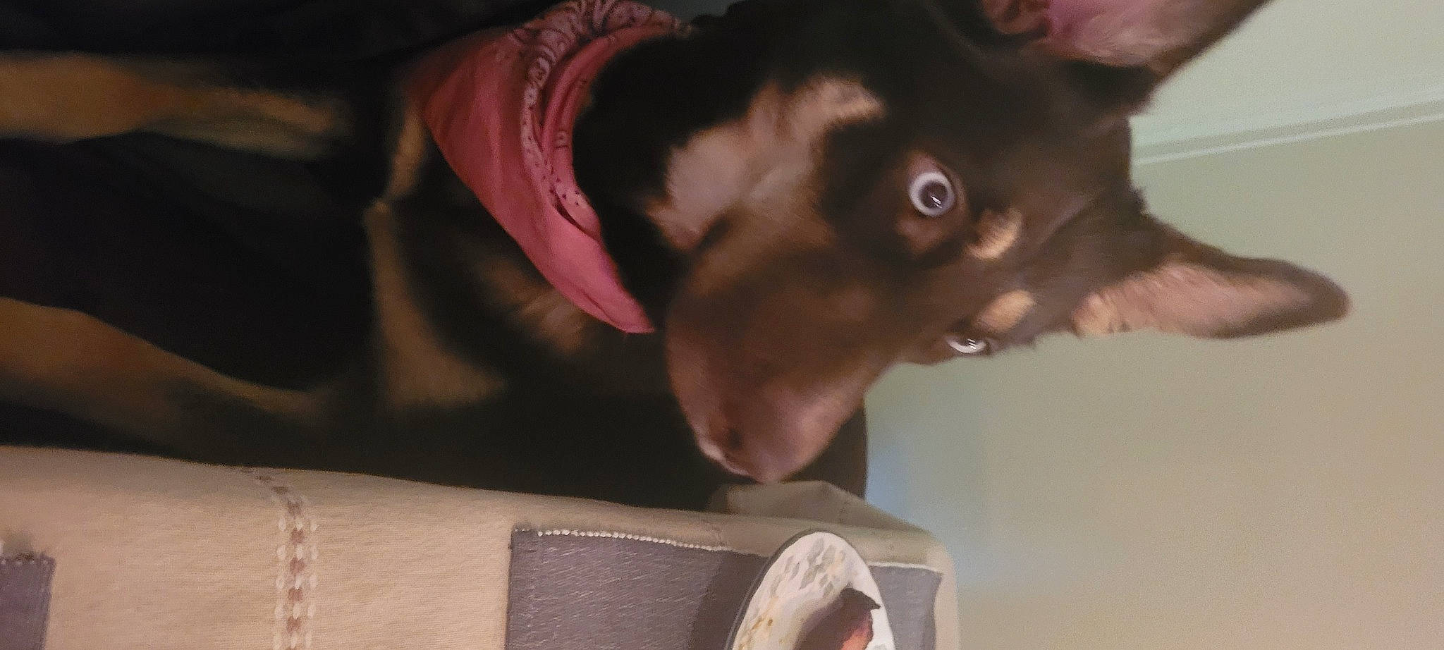 Athena is registered to the contest to win money with this photo: canidae, carmine, carnivore, comfort, companion_dog, dog, dog_breed, ear, fawn, felidae, fur, liver, paw, pet_supply, small_to_medium_sized_cats, snout, sporting_group, tail, whiskers, working_animal