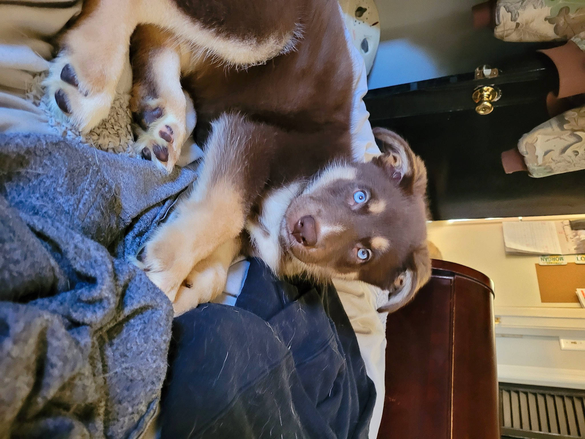 Athena joined the competition — help win amazing prizes! canidae, carnivore, comfort, companion_dog, dog, dog_breed, fawn, fur, liver, snout, sporting_group, tongue, vertebrate, whiskers, working_animal, working_dog