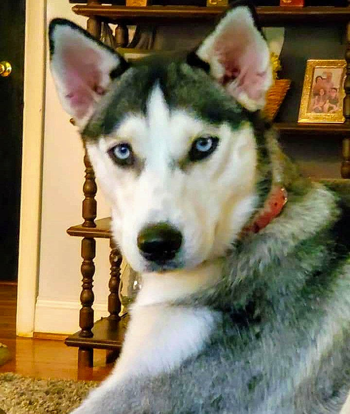 Mya is registered to the contest to win money with this photo: alaskan_malamute, canadian_eskimo_dog, canidae, carnivore, dog, dog_breed, east_siberian_laika, jamthund, mammal, miniature_siberian_husky, native_american_indian_dog, northern_inuit_dog, saarloos_wolfdog, sakhalin_husky, seppala_siberian_sleddog, siberian_husky, sled_dog, tamaskan_dog, vertebrate, wolfdog