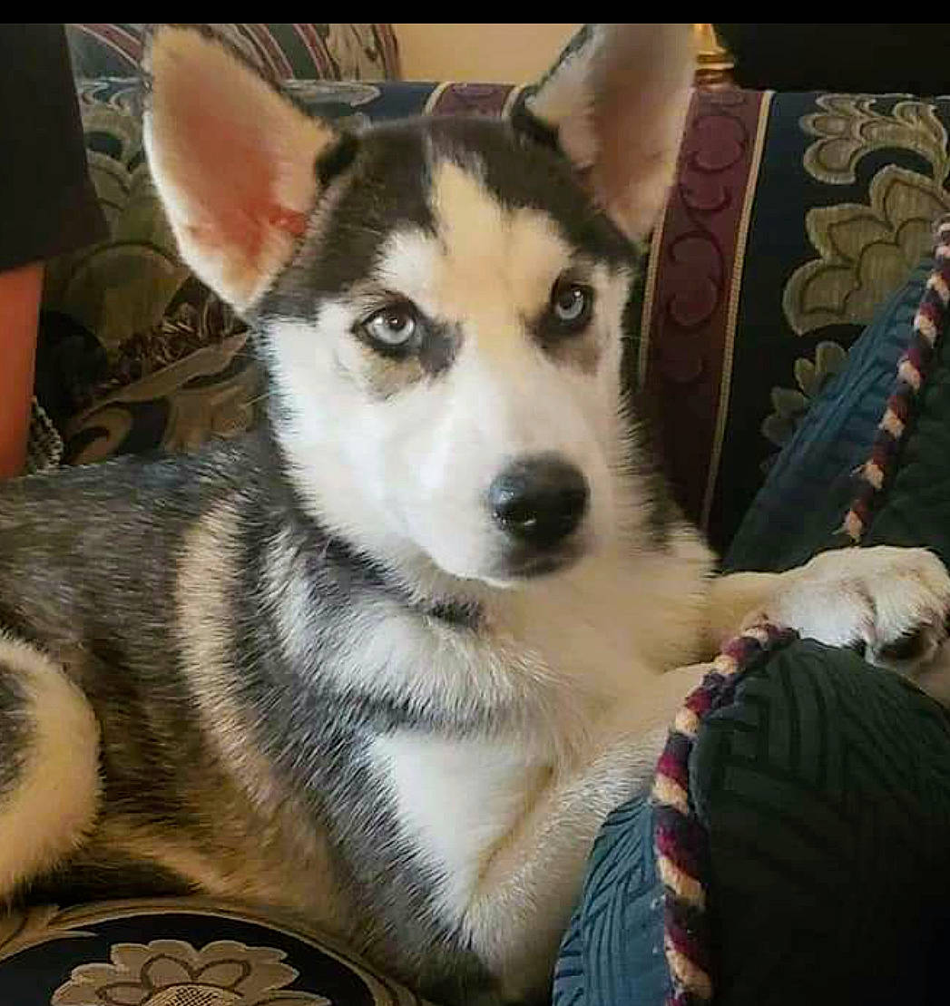 Mya joined the competition — help win amazing prizes! alaskan_malamute, canadian_eskimo_dog, canidae, carnivore, dog, dog_breed, labrador_husky, mammal, miniature_siberian_husky, native_american_indian_dog, northern_inuit_dog, nose, saarloos_wolfdog, sakhalin_husky, seppala_siberian_sleddog, siberian_husky, sled_dog, tamaskan_dog, vertebrate, wolfdog