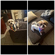Dallas And Ice is registered to the contest to win money with this photo: animal, bandana, brown_couch, canine, colorful_bandana, companion, cute, decor, dog, domestic_animal, friendly, furniture, household, indoor, living_room, pet, pillow, small_dog, tile_floor, two_dogs