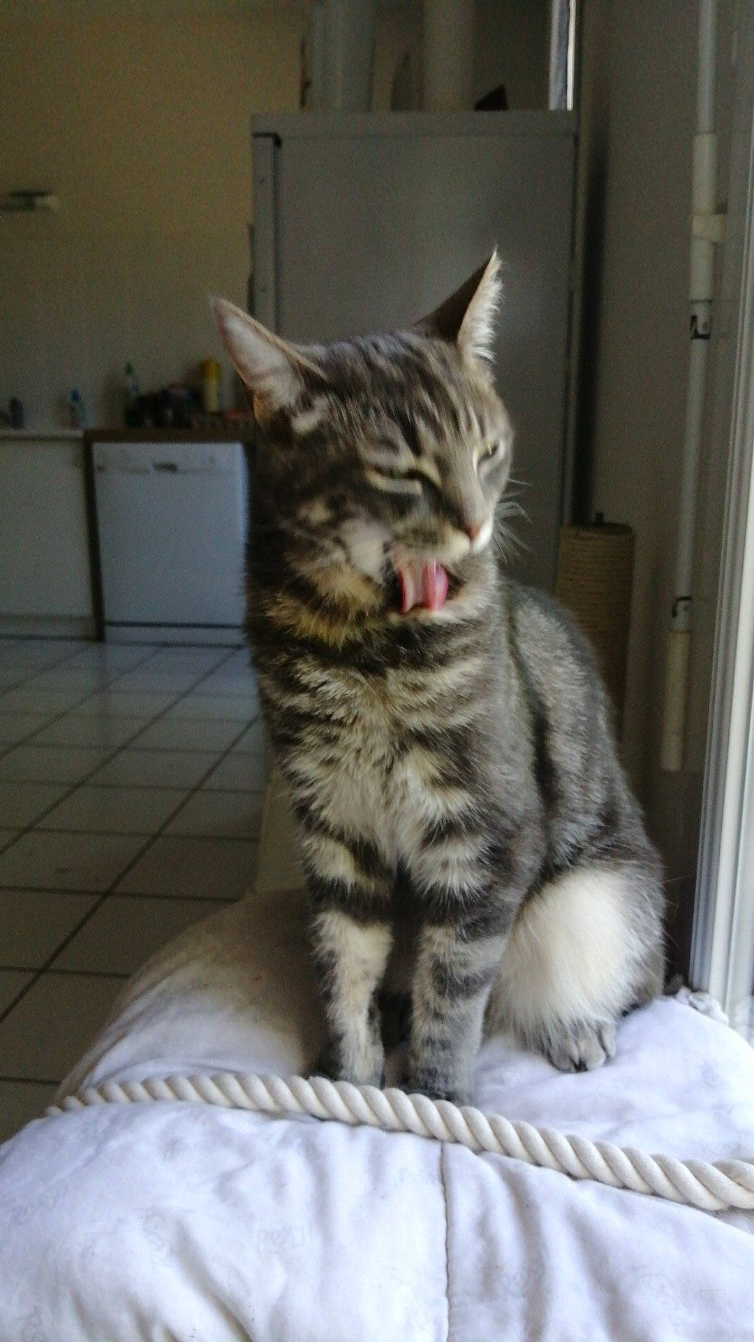 Prunelle participe au concours pour gagner de l'argent avec cette photo : aegean_cat, american_shorthair, american_wirehair, asian, australian_mist, california_spangled, carnivore, cat, domestic_short_haired_cat, dragon_li, egyptian_mau, european_shorthair, felidae, kitten, mammal, pixie_bob, small_to_medium_sized_cats, tabby_cat, vertebrate, whiskers