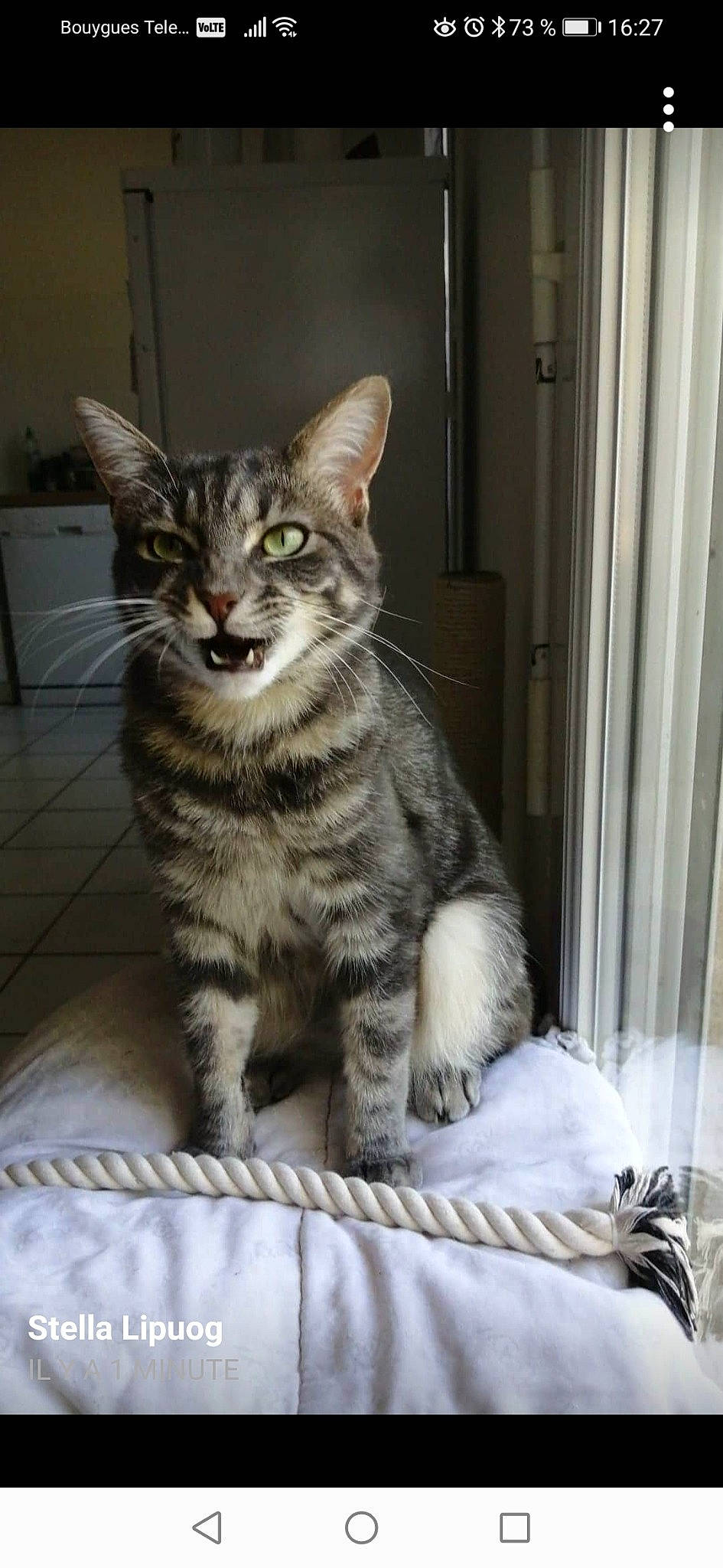 Prunelle participe au concours pour gagner de l'argent avec cette photo : aegean_cat, american_shorthair, american_wirehair, asian, australian_mist, carnivore, cat, domestic_short_haired_cat, dragon_li, egyptian_mau, european_shorthair, felidae, kitten, mammal, pixie_bob, small_to_medium_sized_cats, sokoke, tabby_cat, vertebrate, whiskers