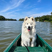 Caboche participe au concours pour gagner de l'argent avec cette photo : adventure, animal, calm, canoe, clouds, daytime, dog, fluffy, green, happy, lake, leash, nature, outdoor, pet, scenic, sky, summer, water, white