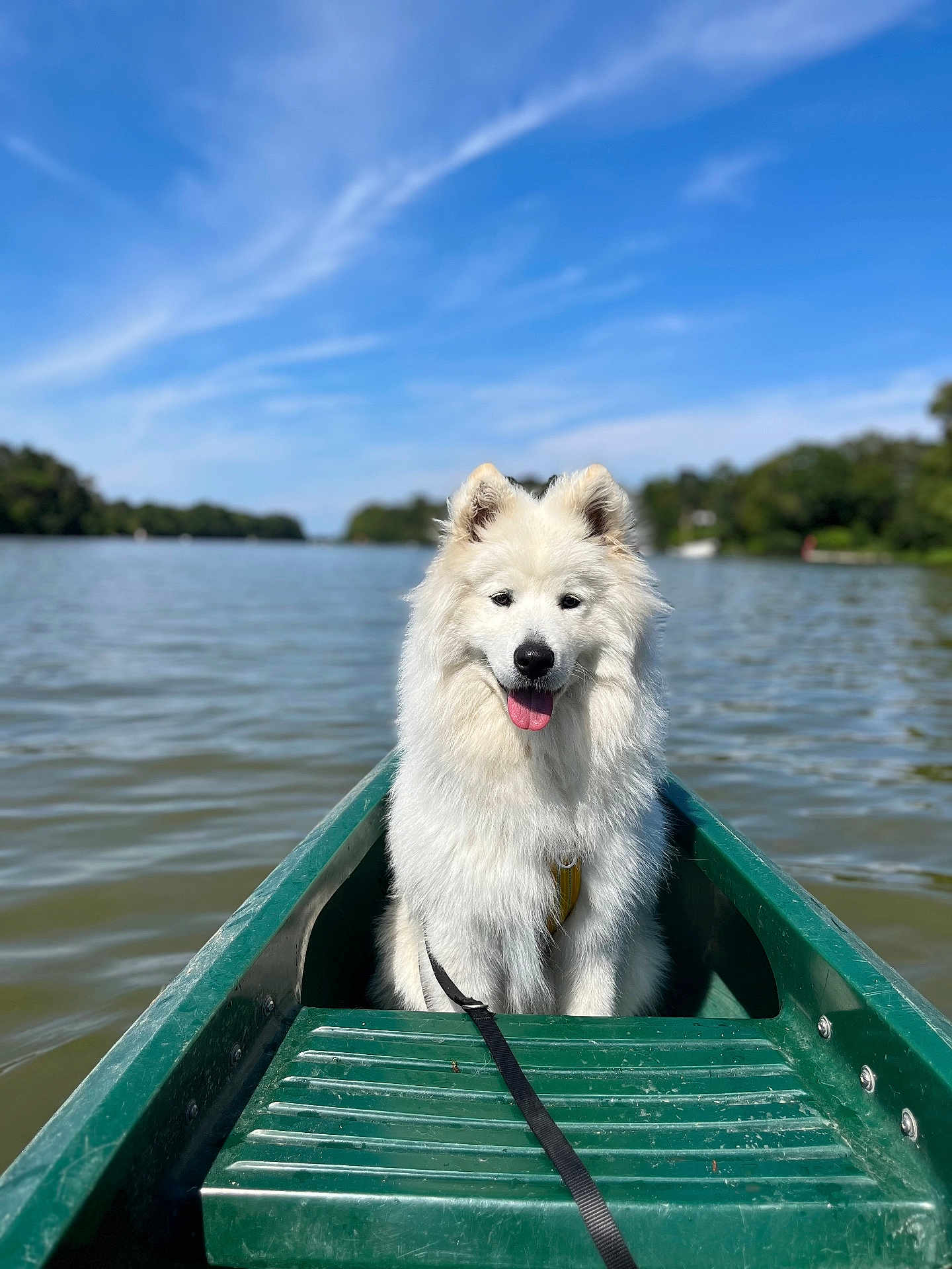 Caboche participe au concours pour gagner de l'argent avec cette photo : adventure, animal, calm, canoe, clouds, daytime, dog, fluffy, green, happy, lake, leash, nature, outdoor, pet, scenic, sky, summer, water, white