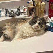 Patches joined the competition — help win amazing prizes! cat, sink, bathroom, fur, yellow_eyes, makeup_brushes, toiletries, mug, comb, countertop, faucet, white_sink, curious, relaxed, indoor, pet, domestic_animal, multicolored, fluffy, resting