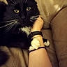 cat, black_cat, pet, animal, whiskers, green_eyes, fluffy, long_hair, paws, claws, couch, leather, indoors, close_up, portrait, relaxed, human_arm, bracelet, wristwatch, cuddling