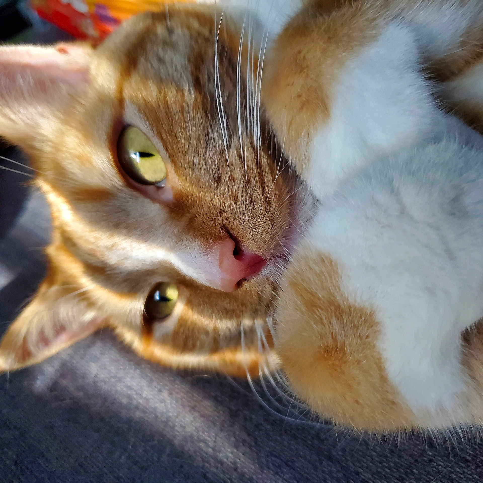 Toonces