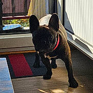 Urka participe au concours pour gagner de l'argent avec cette photo : alert, animal, black_dog, bright_collar, canine, collar, companion, curious, dog, domestic_animal, door, floor, french_bulldog, home, indoor, pet, shadow, standing, sunlight, tile_floor