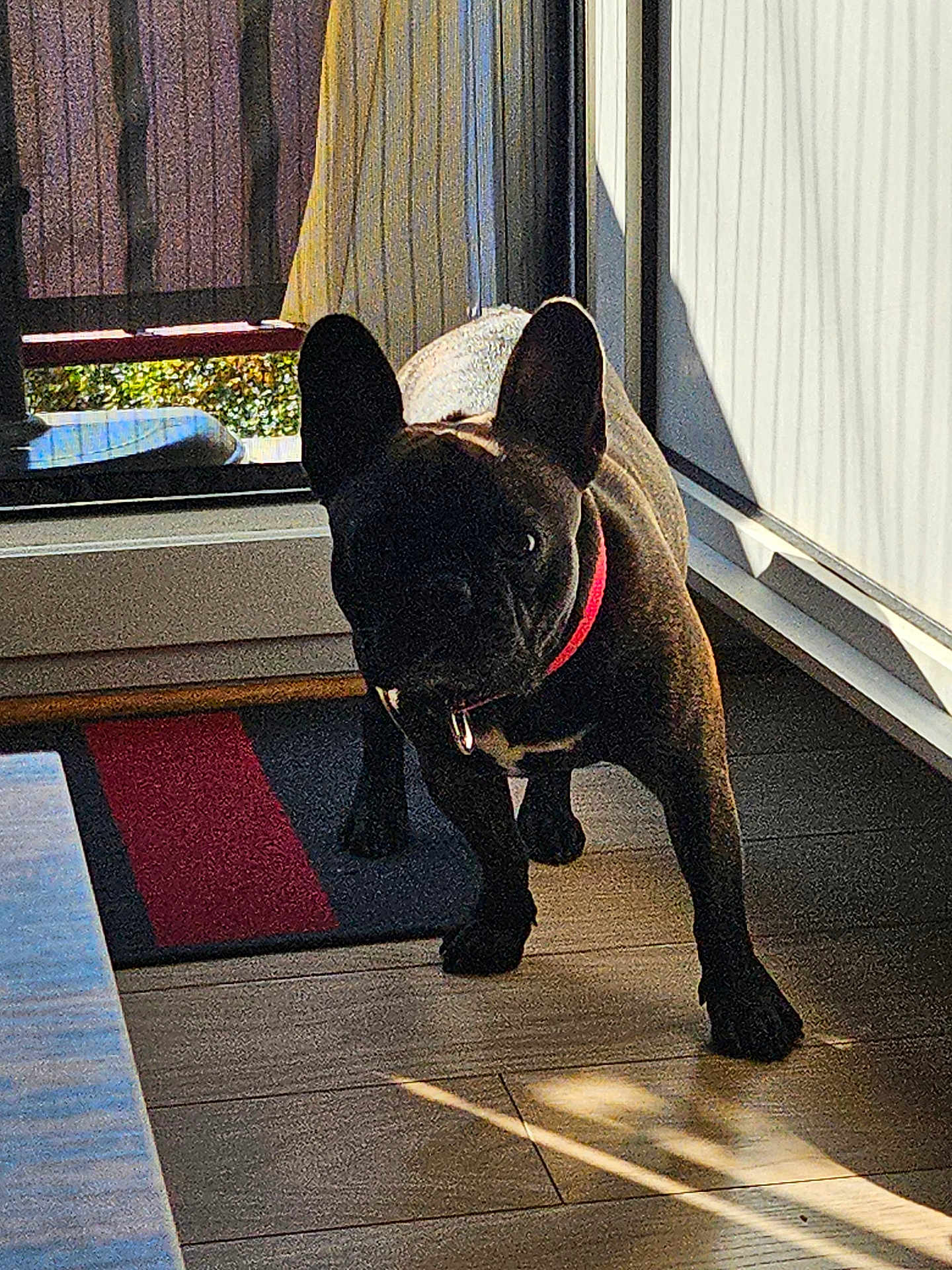 Urka participe au concours pour gagner de l'argent avec cette photo : alert, animal, black_dog, bright_collar, canine, collar, companion, curious, dog, domestic_animal, door, floor, french_bulldog, home, indoor, pet, shadow, standing, sunlight, tile_floor