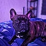 Urka participe au concours pour gagner de l'argent avec cette photo : animal, bed, blanket, brindle, canine, cozy, cute, dog, domestic_animal, ears, french_bulldog, fur, indoor, paw, pet, portrait, purple_light, relaxing, resting, snout