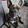 Urka participe au concours pour gagner de l'argent avec cette photo : animal, brindle, carpet, companion, couch, curious, cute, dog, domestic, ears, eyes, french_bulldog, fur, home, indoor, mammal, pet, portrait, sitting, snout
