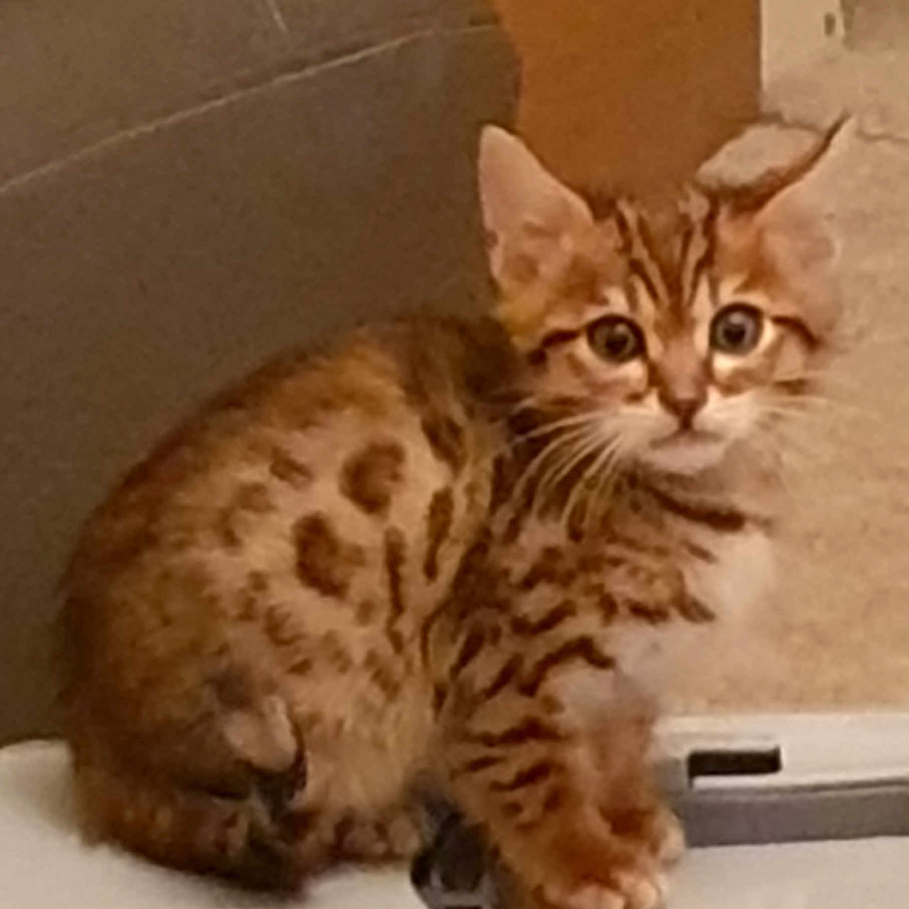 Rocco joined the competition — help win amazing prizes! american_bobtail, american_shorthair, arabian_mau, asian, australian_mist, bengal, california_spangled, carnivore, cat, domestic_short_haired_cat, dragon_li, european_shorthair, felidae, kitten, mammal, ocicat, small_to_medium_sized_cats, tabby_cat, vertebrate, whiskers