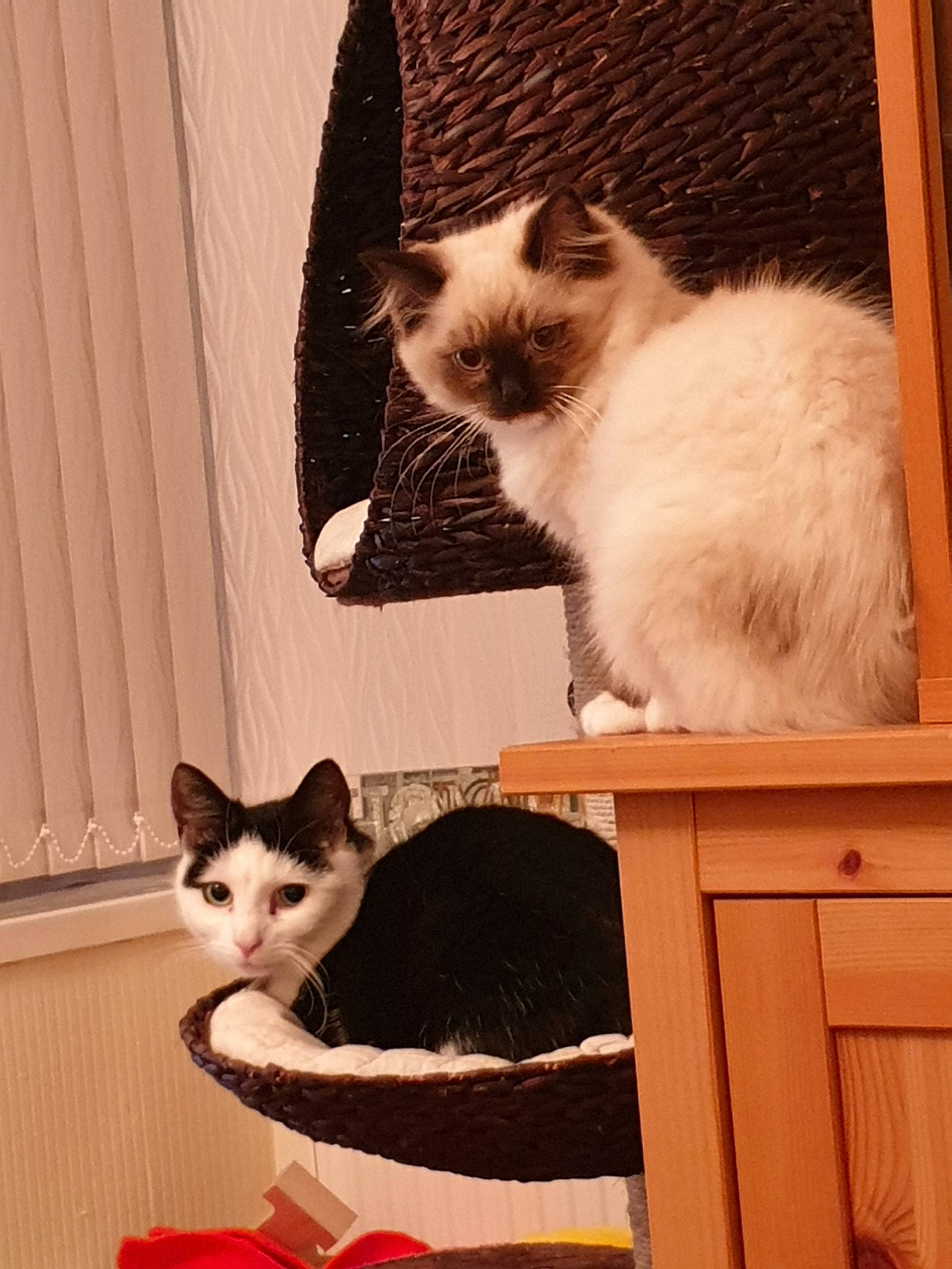 Jemima is registered to the contest to win money with this photo: asian, birman, carnivore, cat, domestic_short_haired_cat, ear, european_shorthair, fawn, felidae, kitten, mammal, ojos_azules, person, polydactyl_cat, ragdoll, skin, small_to_medium_sized_cats, snowshoe, turkish_van, whiskers