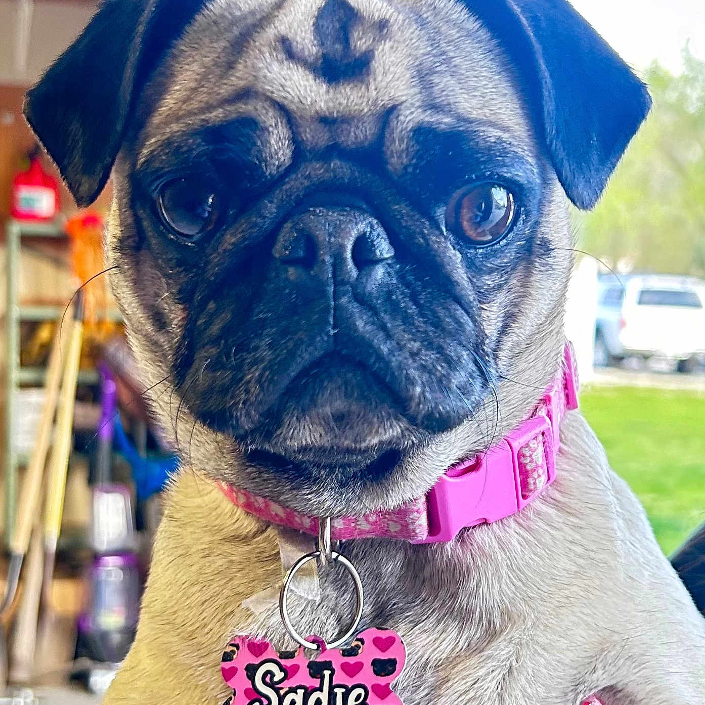 Sadie joined the competition — help win amazing prizes! accessories, animal, bulldog, canine, collar, dog, pet, pug, puppy, snout
