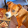 dog, brown_dog, white markings, portrait, close_up, pet, animal, eyes, looking_at_camera, floppy_ears, short_fur, snout, nose, whiskers, indoor, chair, rug, carpet, home, colorful