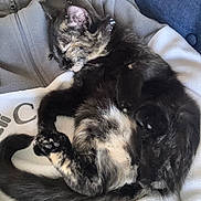 Kali a rejoint le concours — aidez-le/la à gagner de superbes lots ! kitten, sleeping, tortoiseshell, cat, pet, fleece, jacket, cozy, nap, animal, fur, whiskers, paw, tail, closeup, indoor, resting, cute, domestic, companion