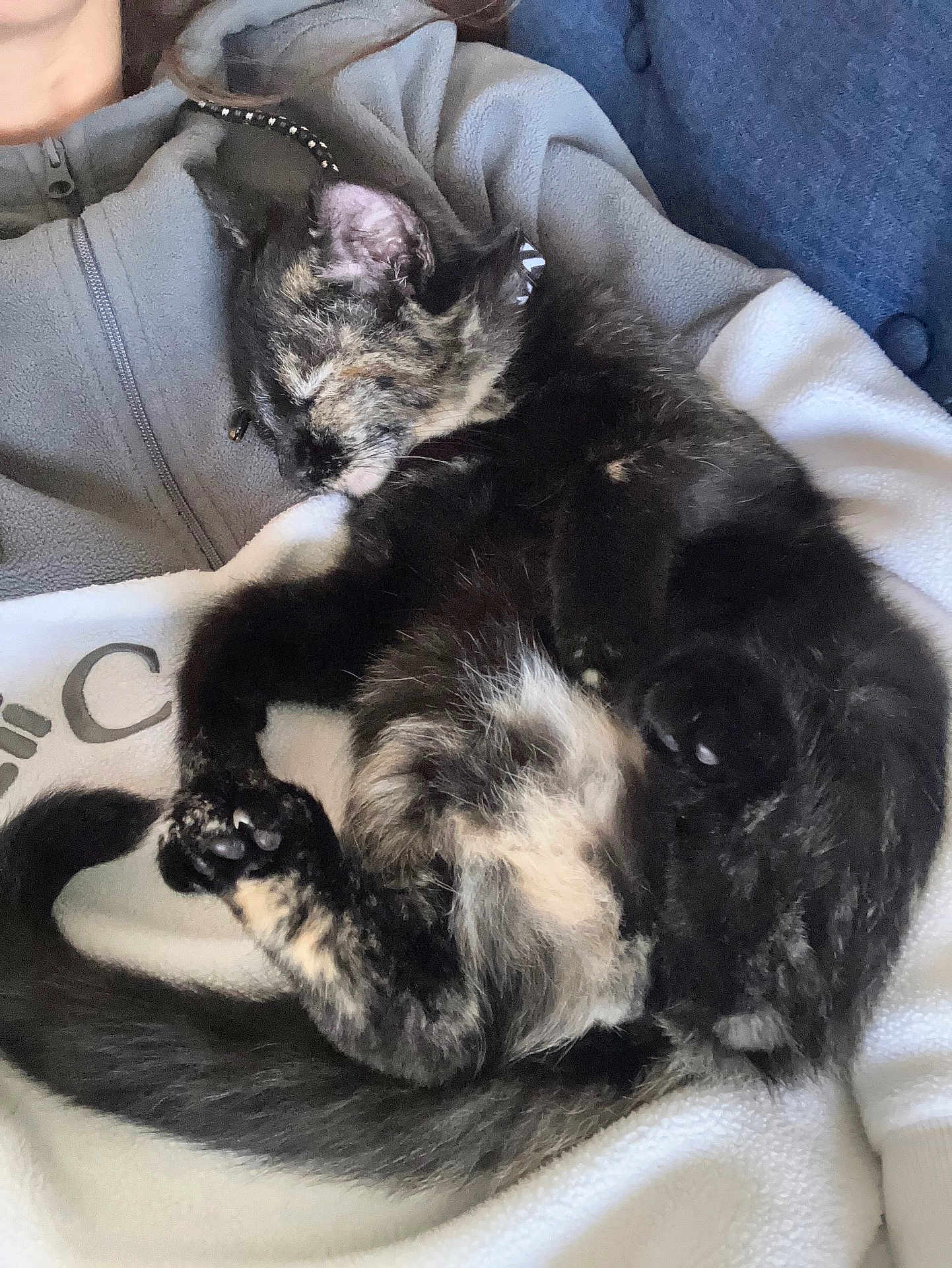 Kali a rejoint le concours — aidez-le/la à gagner de superbes lots ! kitten, sleeping, tortoiseshell, cat, pet, fleece, jacket, cozy, nap, animal, fur, whiskers, paw, tail, closeup, indoor, resting, cute, domestic, companion