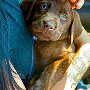 Arrow joined the competition — help win amazing prizes! puppy, dog, chocolate_labrador, tattoo, snake_tattoo, arm, hand, petting, sunlight, closeup, animal, cuddle, fur, brown, person, skin, casual_clothing, indoor, affection, portrait