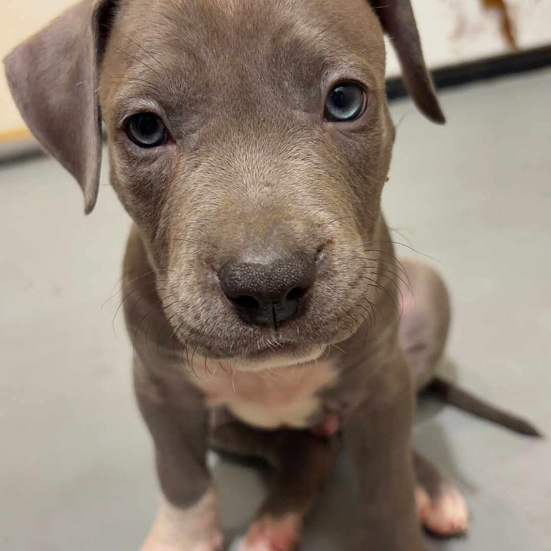 Jaeger participe au concours pour gagner de l'argent avec cette photo : puppy, dog, pet, gray, cute, sitting, floor, indoor, animal, young, ears, nose, whiskers, closeup, portrait, looking, eyes, paws, tail, background