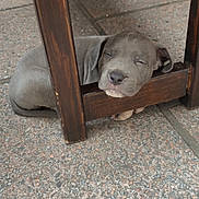 Jaeger a rejoint le concours — aidez-le/la à gagner de superbes lots ! puppy, dog, sleeping, resting, wooden_chair, floor, tile, gray, young_dog, pet, cute, cozy, indoors, animal, fur, small, peaceful, relaxing, head, paw
