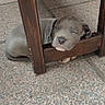 puppy, dog, sleeping, resting, wooden_chair, floor, tile, gray, young_dog, pet, cute, cozy, indoors, animal, fur, small, peaceful, relaxing, head, paw