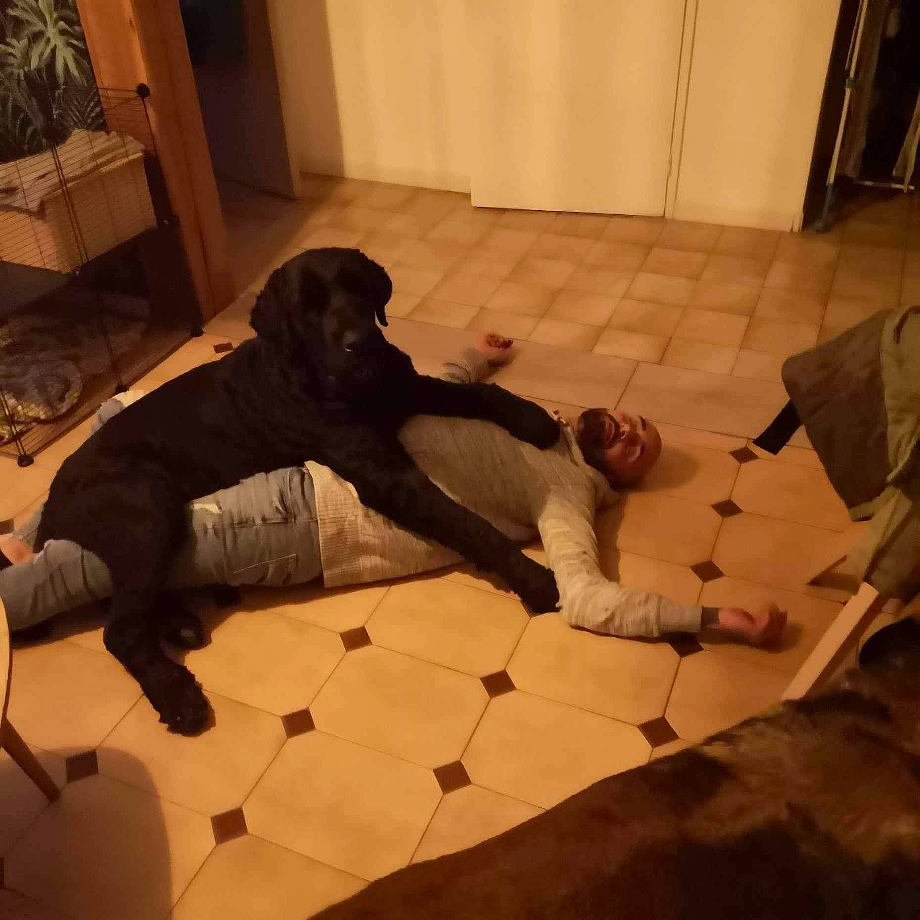 Thorus participe au concours pour gagner de l'argent avec cette photo : art, automotive_design, comfort, companion_dog, dog_breed, floor, flooring, hardwood, houseplant, human_leg, laminate_flooring, mammal, metal, sculpture, shadow, tail, tints_and_shades, visual_arts, wood, wood_flooring