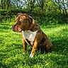 Yuna a rejoint le concours — aidez-le/la à gagner de superbes lots ! dog, brown_dog, white_spot, grass, outdoor, greenery, trees, sunlight, collar, pet, canine, nature, park, sitting, animal, daytime, leafy_background, watchful, mammal, fur