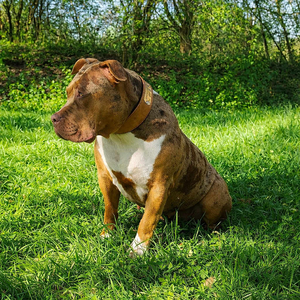 Yuna a rejoint le concours — aidez-le/la à gagner de superbes lots ! dog, brown_dog, white_spot, grass, outdoor, greenery, trees, sunlight, collar, pet, canine, nature, park, sitting, animal, daytime, leafy_background, watchful, mammal, fur